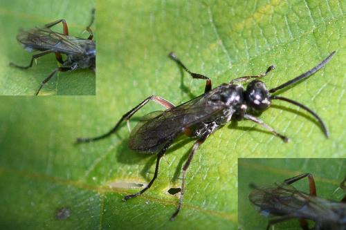 Réf. 298 572 : Caliadurgus fasciatellus